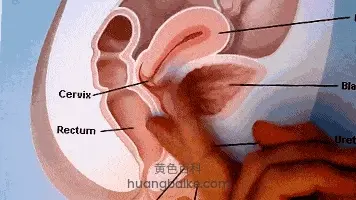 女性生殖解剖图:G点 Cervix Rectum 位置