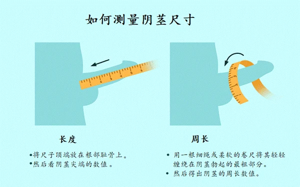 测量阴茎长度和周长示意图