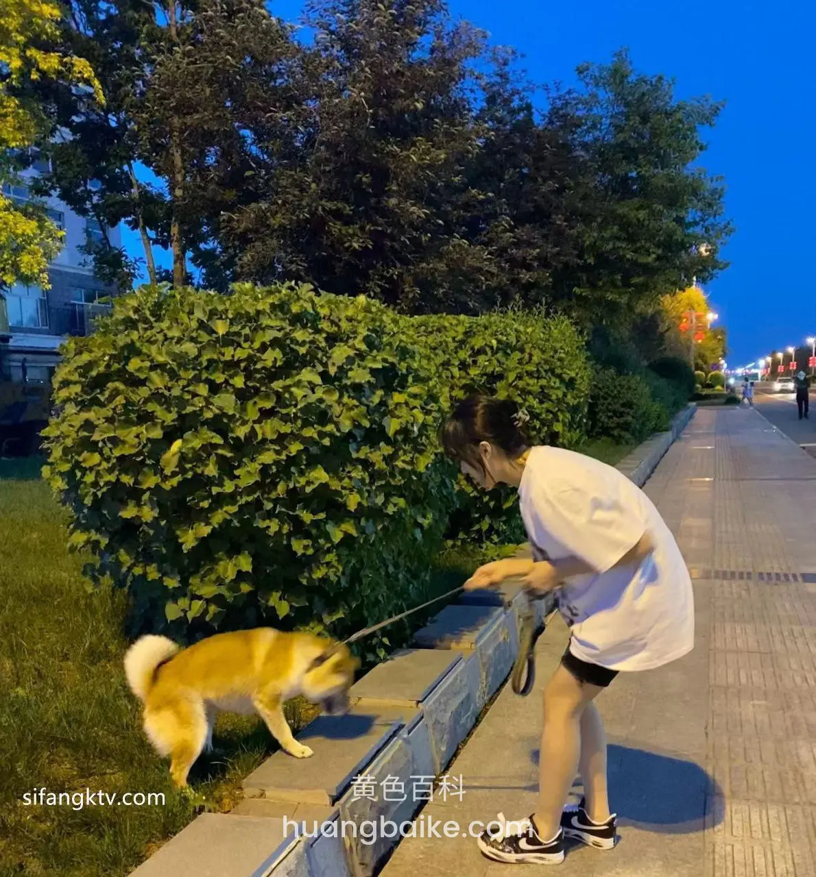 夜路边弯腰牵狗，身后绿树丛