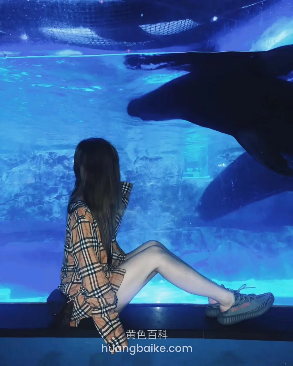 水族馆大鱼缸前侧坐看海狮，腿伸向前方